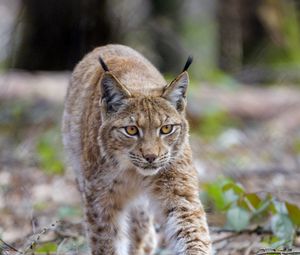 Preview wallpaper lynx, animal, predator, big cat, brown, wildlife