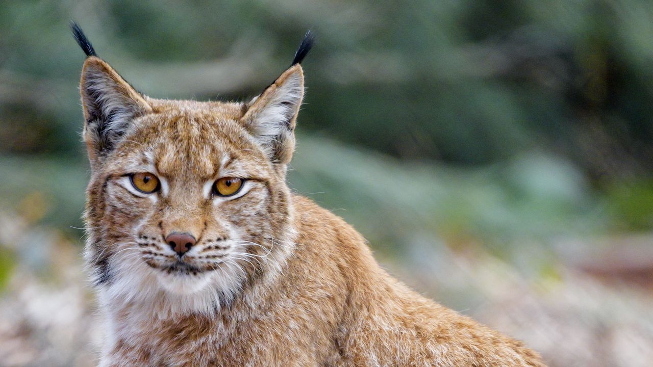 Wallpaper lynx, animal, predator, glance, wildlife