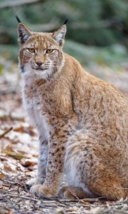 Preview wallpaper lynx, animal, predator, glance, wildlife