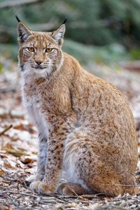 Preview wallpaper lynx, animal, predator, glance, wildlife