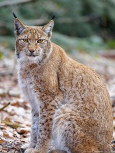 Preview wallpaper lynx, animal, predator, glance, wildlife