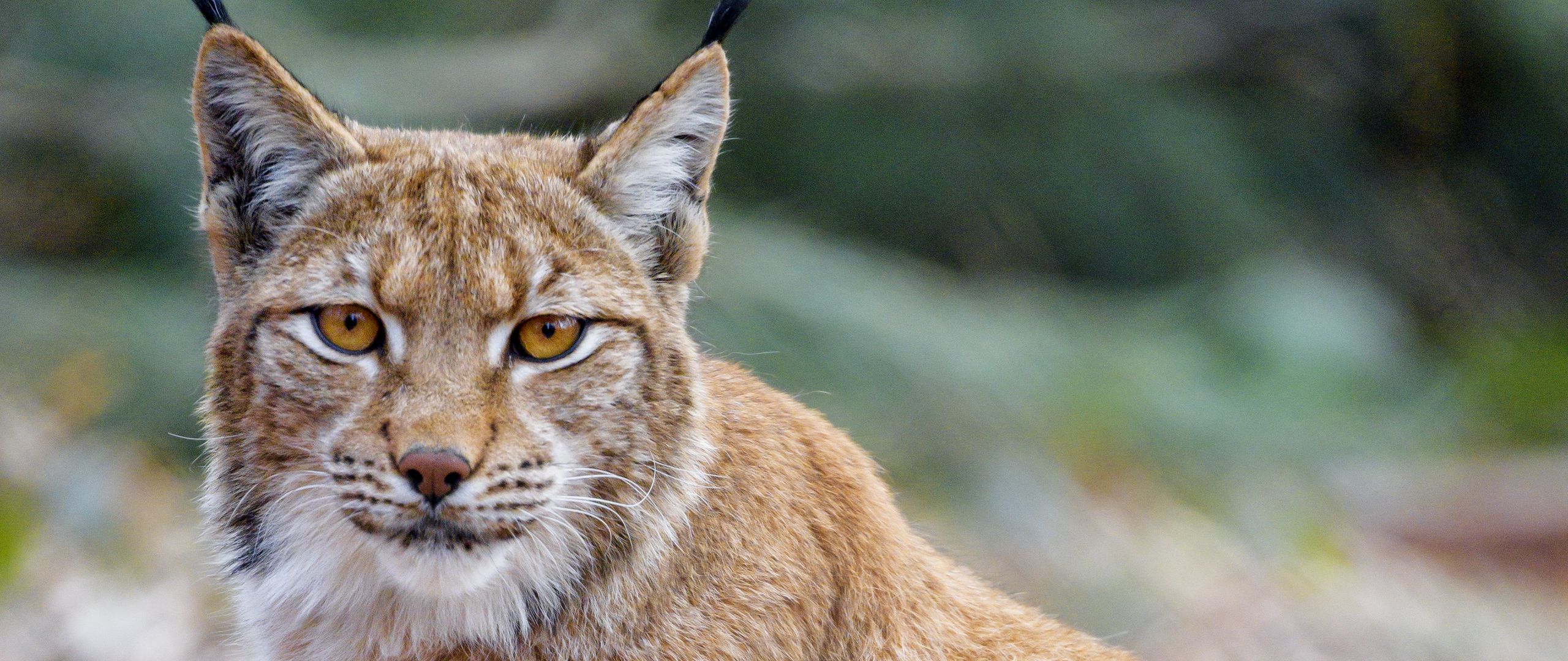 Download wallpaper 2560x1080 lynx, animal, predator, glance, wildlife ...