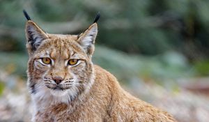 Preview wallpaper lynx, animal, predator, glance, wildlife