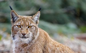 Preview wallpaper lynx, animal, predator, glance, wildlife
