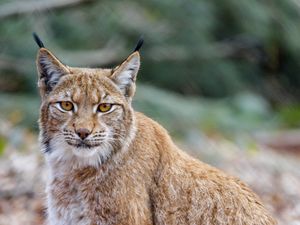 Preview wallpaper lynx, animal, predator, glance, wildlife