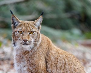 Preview wallpaper lynx, animal, predator, glance, wildlife