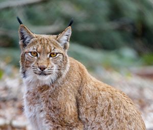 Preview wallpaper lynx, animal, predator, glance, wildlife