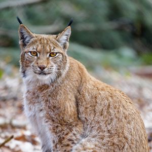 Preview wallpaper lynx, animal, predator, glance, wildlife