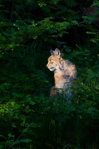 Preview wallpaper lynx, animal, predator, wildlife