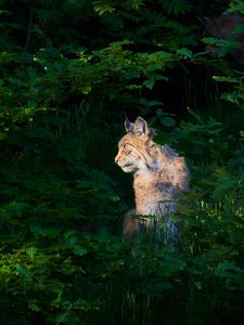 Preview wallpaper lynx, animal, predator, wildlife