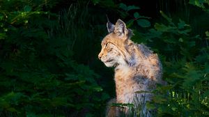 Preview wallpaper lynx, animal, predator, wildlife