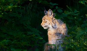 Preview wallpaper lynx, animal, predator, wildlife