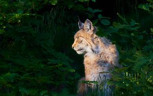 Preview wallpaper lynx, animal, predator, wildlife