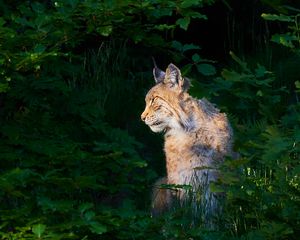 Preview wallpaper lynx, animal, predator, wildlife