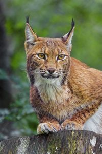 Preview wallpaper lynx, animal, predator, wildlife, big cat