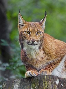 Preview wallpaper lynx, animal, predator, wildlife, big cat