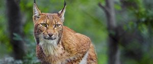 Preview wallpaper lynx, animal, predator, wildlife, big cat