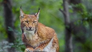 Preview wallpaper lynx, animal, predator, wildlife, big cat