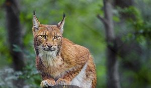 Preview wallpaper lynx, animal, predator, wildlife, big cat