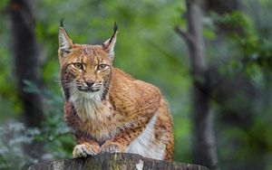 Preview wallpaper lynx, animal, predator, wildlife, big cat