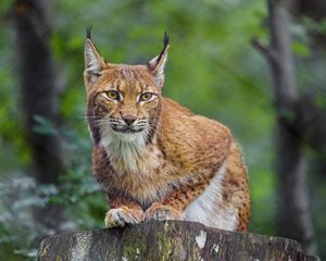 Preview wallpaper lynx, animal, predator, wildlife, big cat