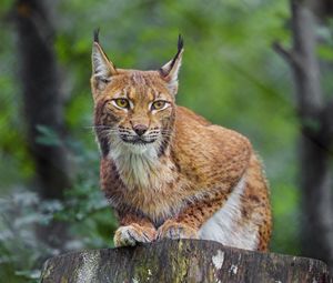 Preview wallpaper lynx, animal, predator, wildlife, big cat