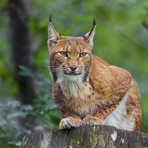 Preview wallpaper lynx, animal, predator, wildlife, big cat