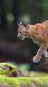 Preview wallpaper lynx, animal, predator, cub, wildlife