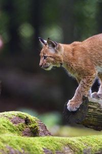 Preview wallpaper lynx, animal, predator, cub, wildlife