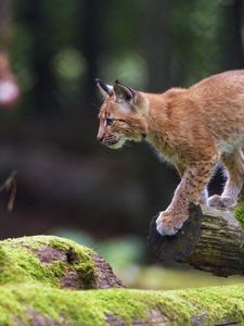 Preview wallpaper lynx, animal, predator, cub, wildlife