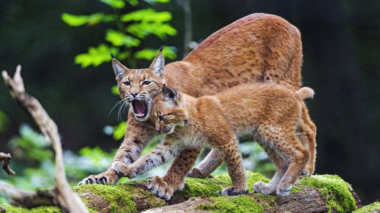 Wallpaper lynx, animal, predators, cub, family, wildlife