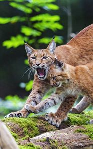 Preview wallpaper lynx, animal, predators, cub, family, wildlife