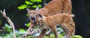 Preview wallpaper lynx, animal, predators, cub, family, wildlife