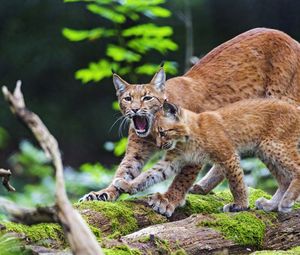 Preview wallpaper lynx, animal, predators, cub, family, wildlife