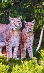 Preview wallpaper lynx, animals, predators, wildlife