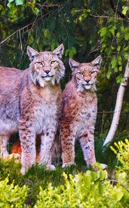 Preview wallpaper lynx, animals, predators, wildlife