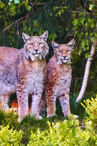 Preview wallpaper lynx, animals, predators, wildlife