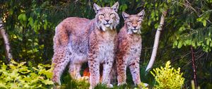 Preview wallpaper lynx, animals, predators, wildlife