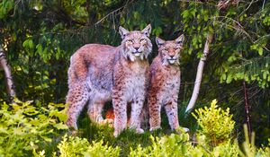 Preview wallpaper lynx, animals, predators, wildlife