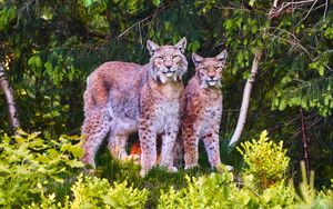 Preview wallpaper lynx, animals, predators, wildlife