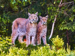 Preview wallpaper lynx, animals, predators, wildlife