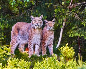 Preview wallpaper lynx, animals, predators, wildlife