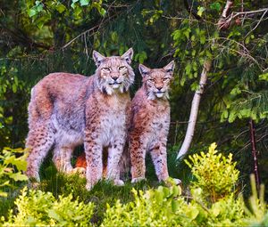 Preview wallpaper lynx, animals, predators, wildlife