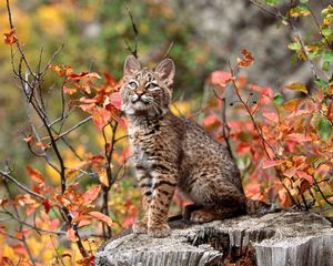 Preview wallpaper lynx, baby, branch