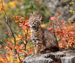 Preview wallpaper lynx, baby, branch