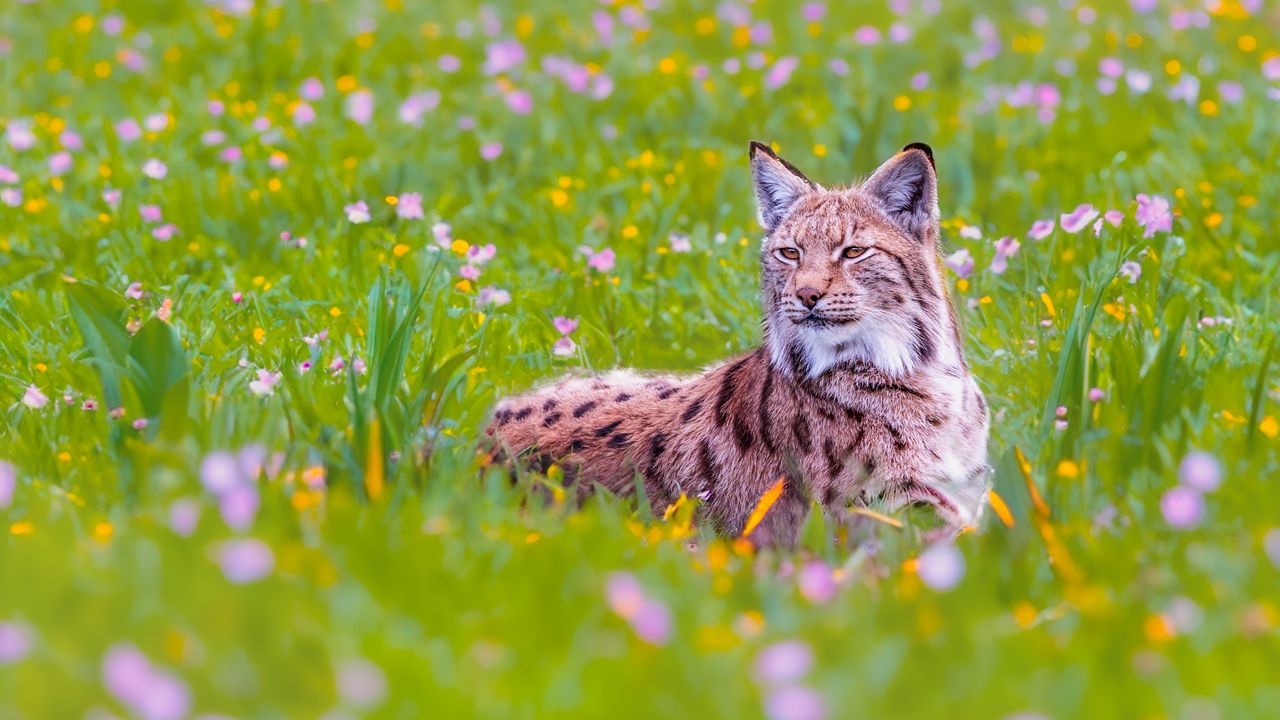 Wallpaper lynx, big cat, animal, predator, ears, wildlife