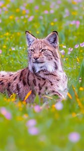 Preview wallpaper lynx, big cat, animal, predator, ears, wildlife