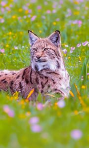 Preview wallpaper lynx, big cat, animal, predator, ears, wildlife