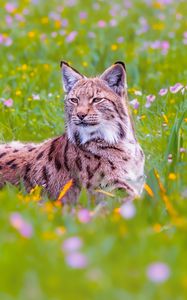 Preview wallpaper lynx, big cat, animal, predator, ears, wildlife