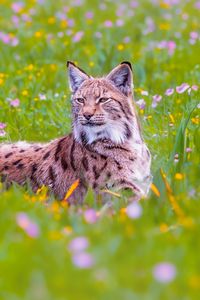 Preview wallpaper lynx, big cat, animal, predator, ears, wildlife